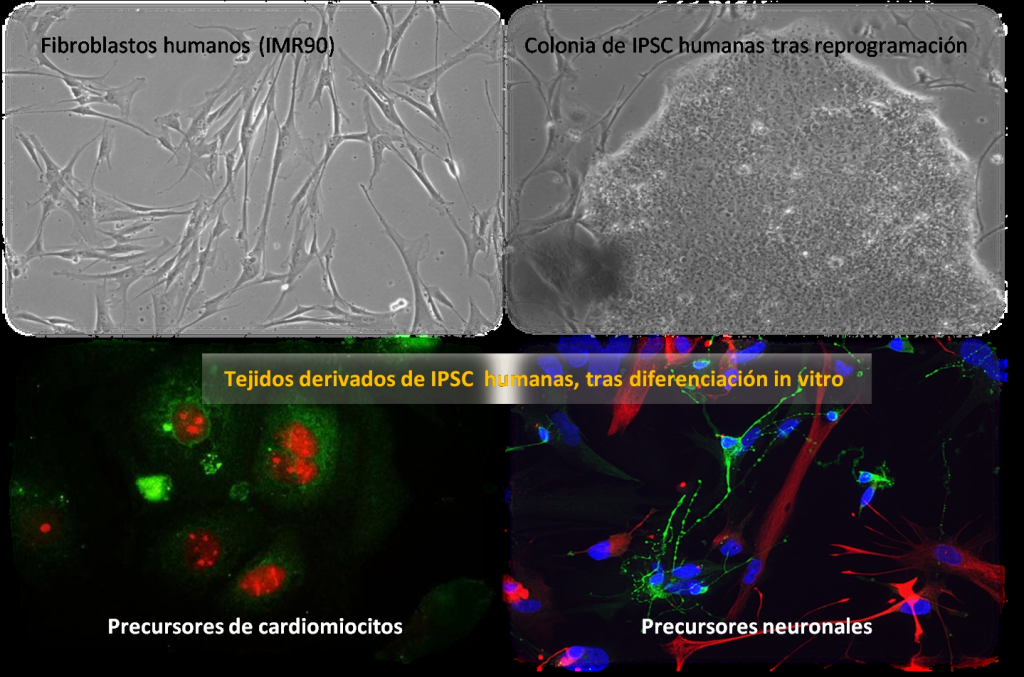 reprogramacion-celular