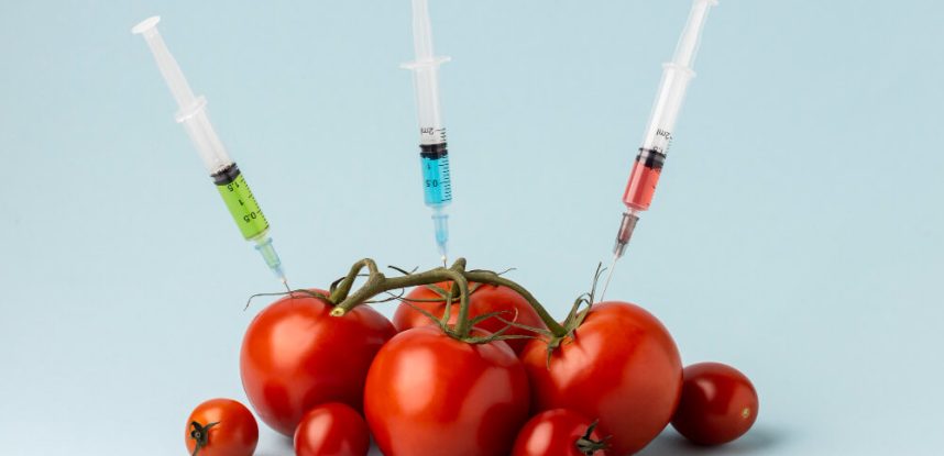 Alimentos transgénicos