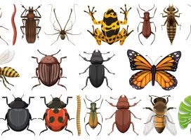 extinción de los insectos