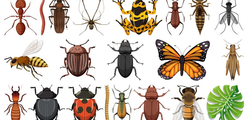 extinción de los insectos